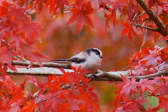 紅葉のエナガ4