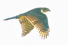 逆光のオオタカ若2
