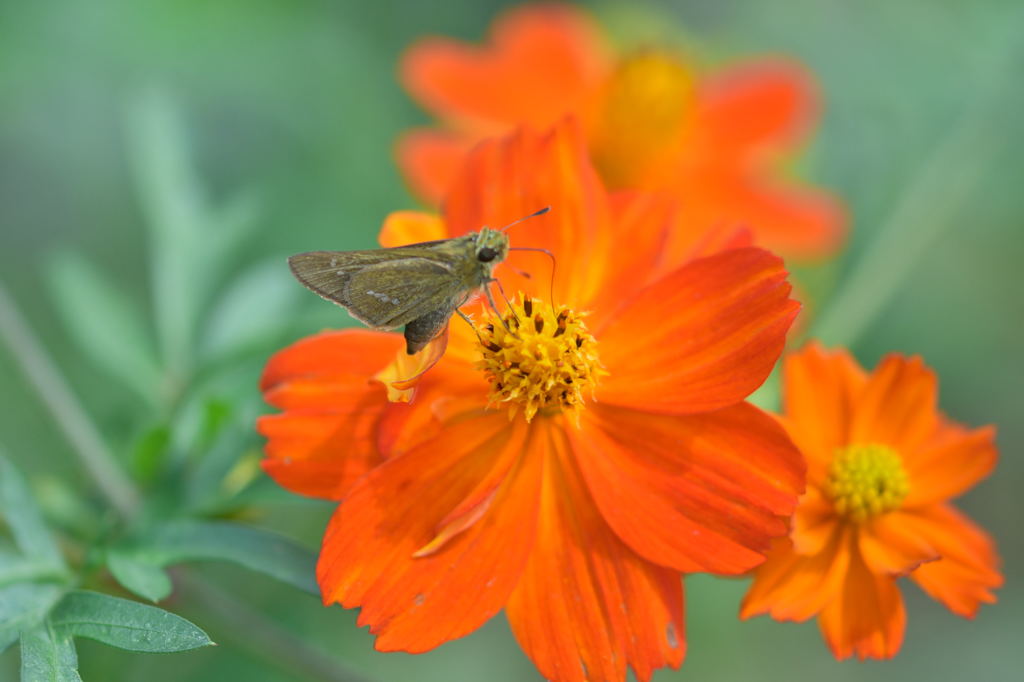 浜離宮コスモス畑３jpg