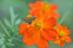 浜離宮コスモス畑３jpg