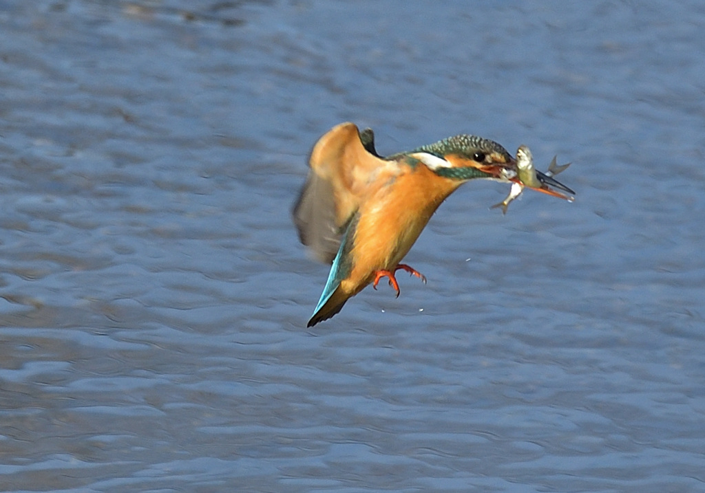 お魚2匹咥えて着陸寸前