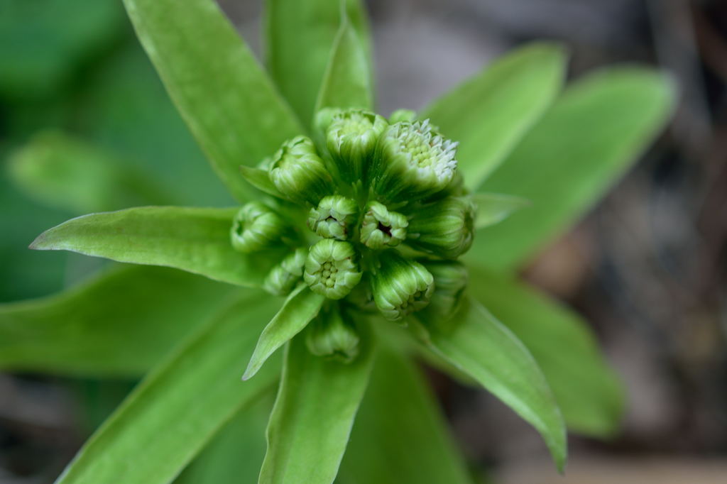 早く蕗味噌にすればよかった