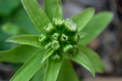 早く蕗味噌にすればよかった