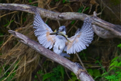 飛びつき