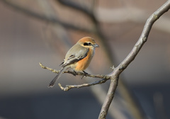 天敵登場 天敵登場