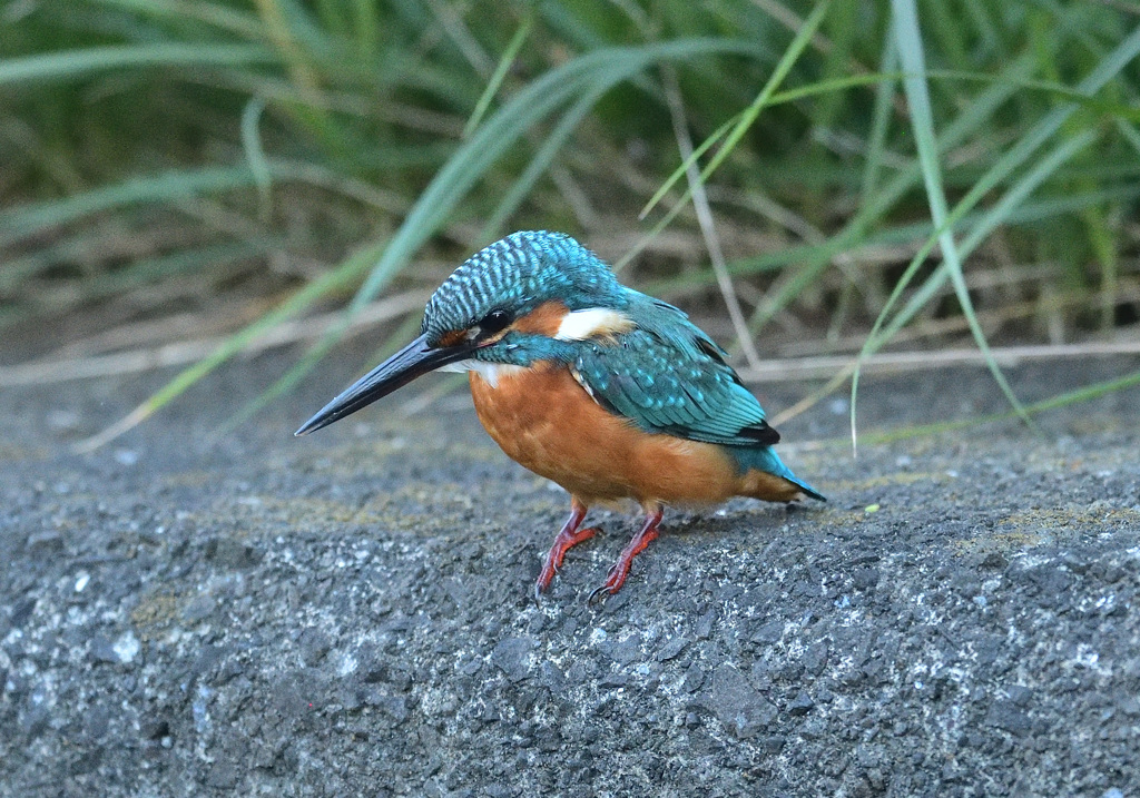 我が家近くのカワセミ2