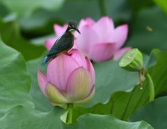 蕾に乗って1