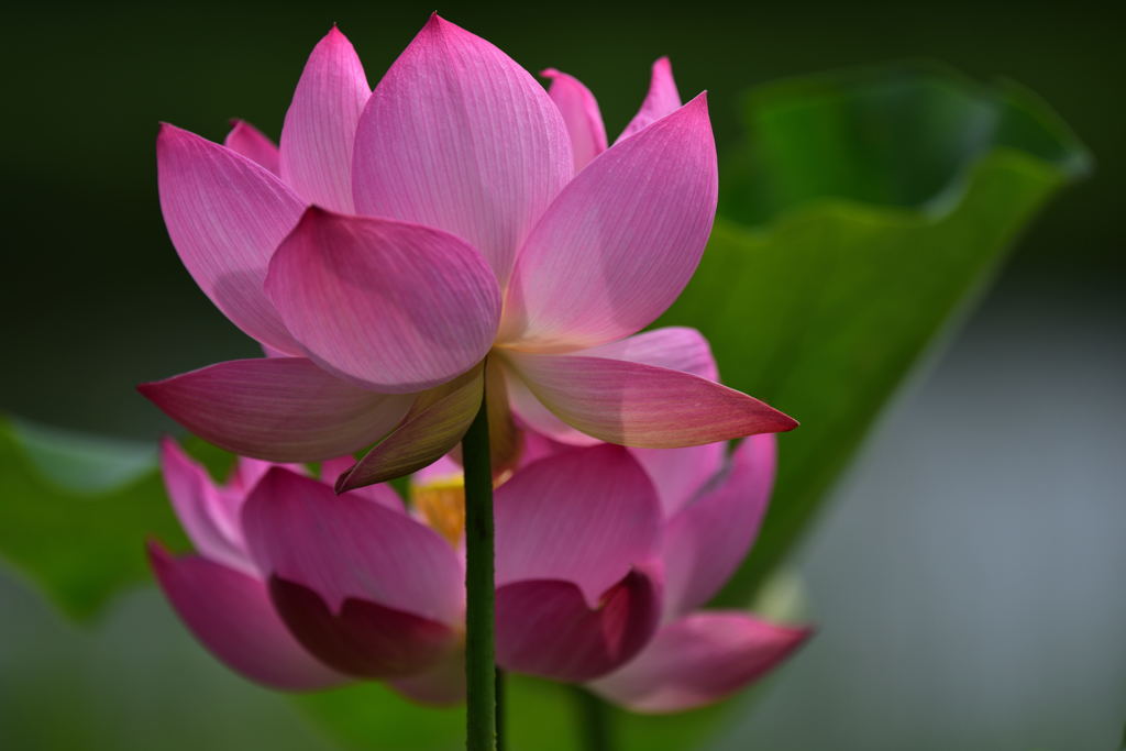 昭和記念公園の蓮2