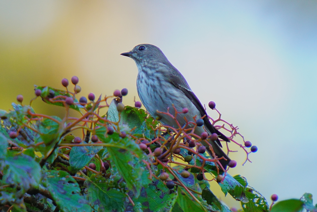 エゾビタキとミズキ