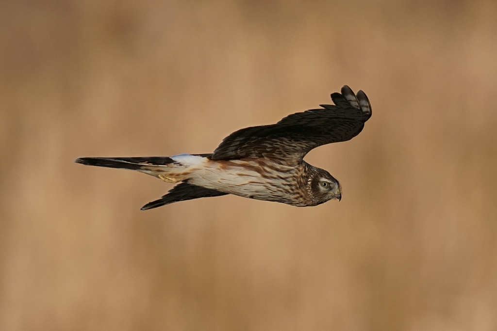 ハイイロチュウヒ6