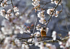 桜カワセミ