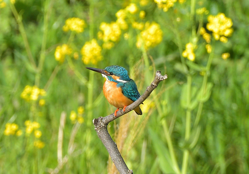 菜の花カワセミ5
