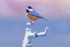 水を飲めなかったヤマガラ