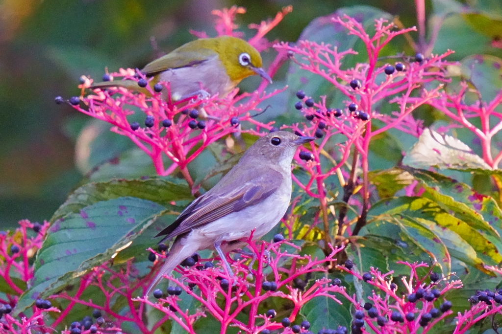 エゾビタキとメジロ