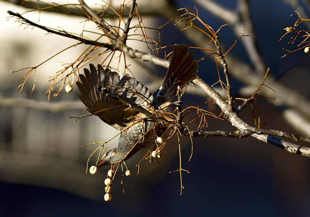 ヒヨドリさんと栴檀