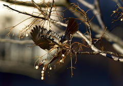 ヒヨドリさんと栴檀