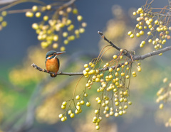 栴檀の枝止まり2 栴檀の枝止まり2