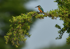 ピラカンお立ち台