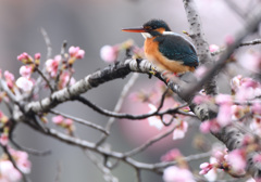 一応桜カワセミですが・・・