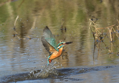 飛び出し1 飛び出し1