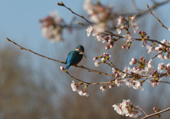 桜カワセミ1