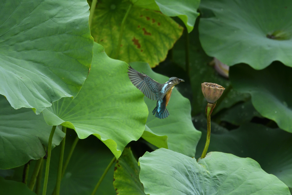 着陸前