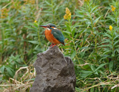 石に乗る 石に乗る