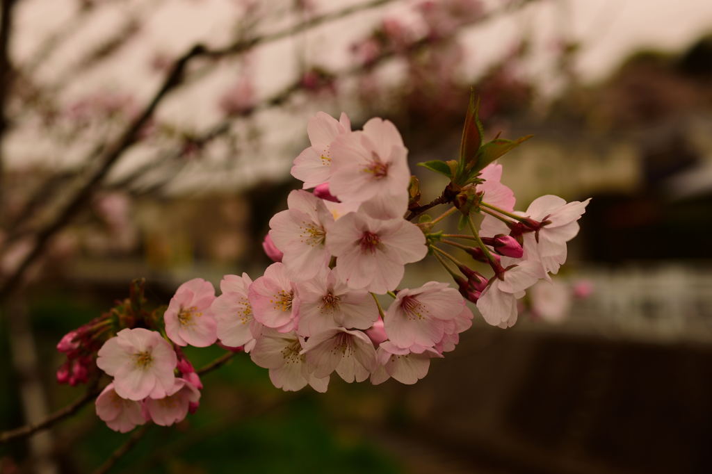 お散歩途中の桜