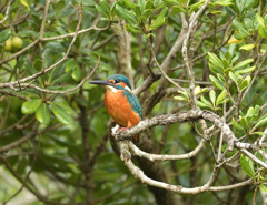 枝止まり 枝止まり