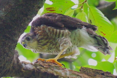 ツミの幼鳥