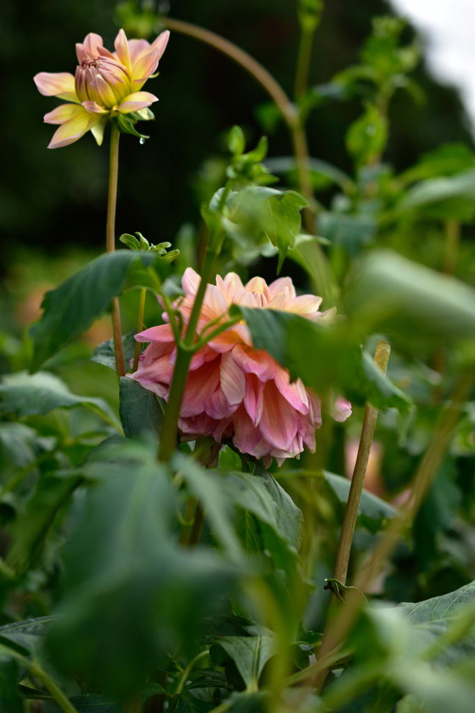 隠れてないで出ておいで