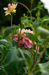 隠れてないで出ておいで