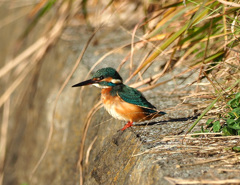 岸に立つ181123_082229