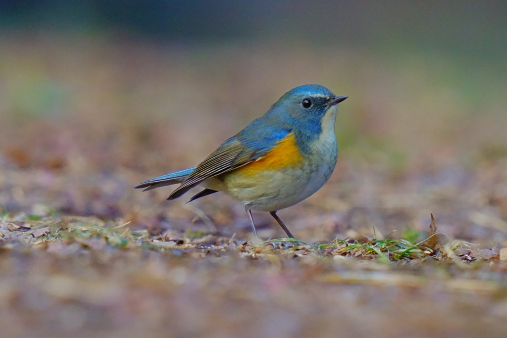 ルリビタキの若オス