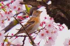 アトリ2