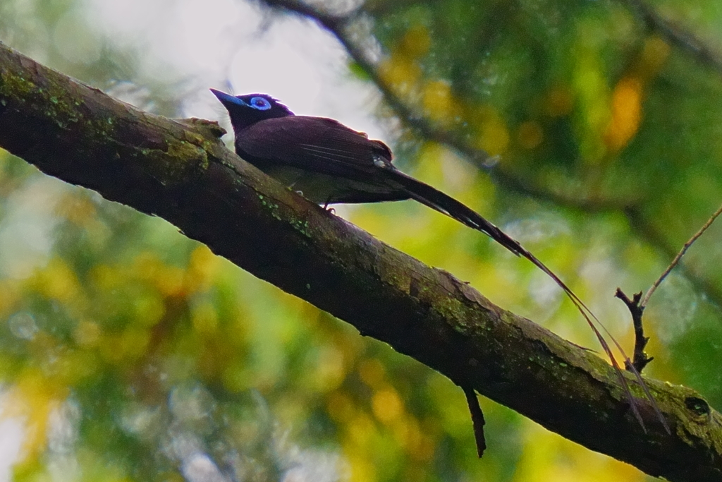 サンコウチョウ