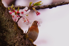アトリ4