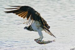 ミサゴの狩り3