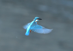 オスのホバ2