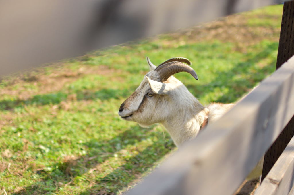 ヤギ（？）さん