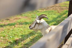 ヤギ（？）さん