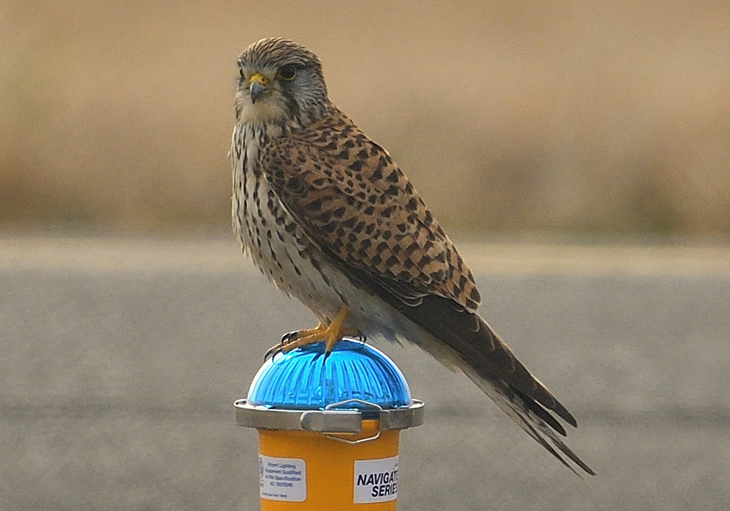 チョウゲンボウ1