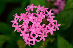 京王フローラルガーデンアンジェ