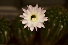 サボテンの花2