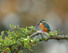 本日のお立ち台 本日のお立ち台