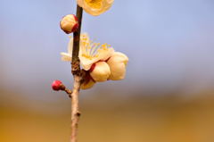少しずつ春の気配が2・・・