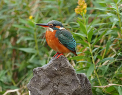 石に乗る 石に乗る