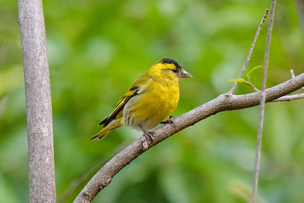 マヒワ2