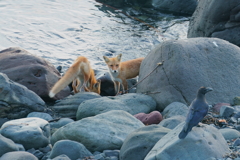 ウトロ海岸のキタキツネ