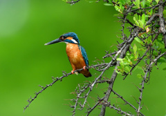 いつものモモバック